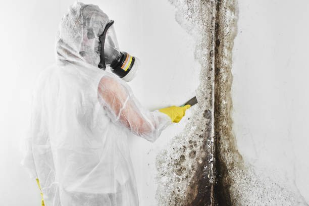 Best Attic Mold Removal  in Ten Mile Run, NJ