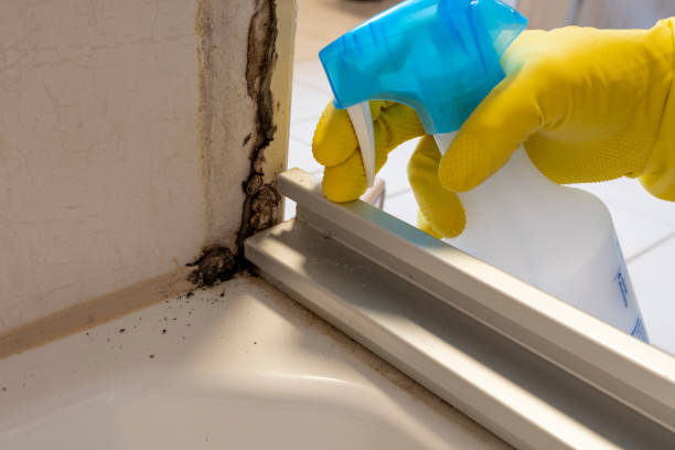 Professional Mold Removal in Ten Mile Run, NJ