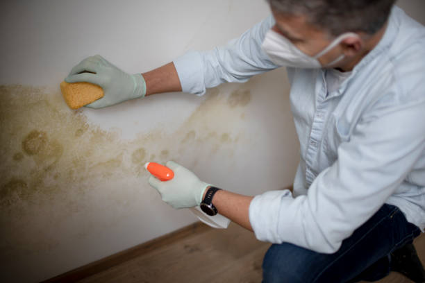 Best Home Mold Removal  in Ten Mile Run, NJ