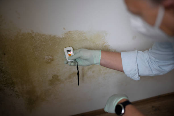 Best Affordable Mold Removal  in Ten Mile Run, NJ