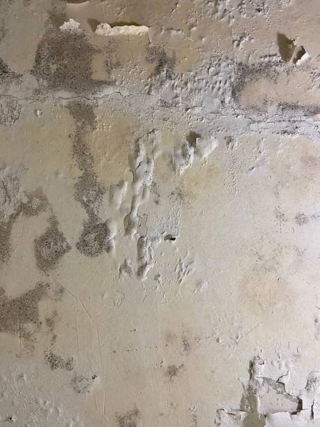 Best Residential Mold Removal  in Ten Mile Run, NJ