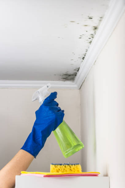Best Commercial Mold Removal  in Ten Mile Run, NJ